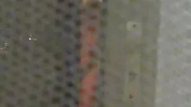 شخص لیسیدن بیدمشک مر ...